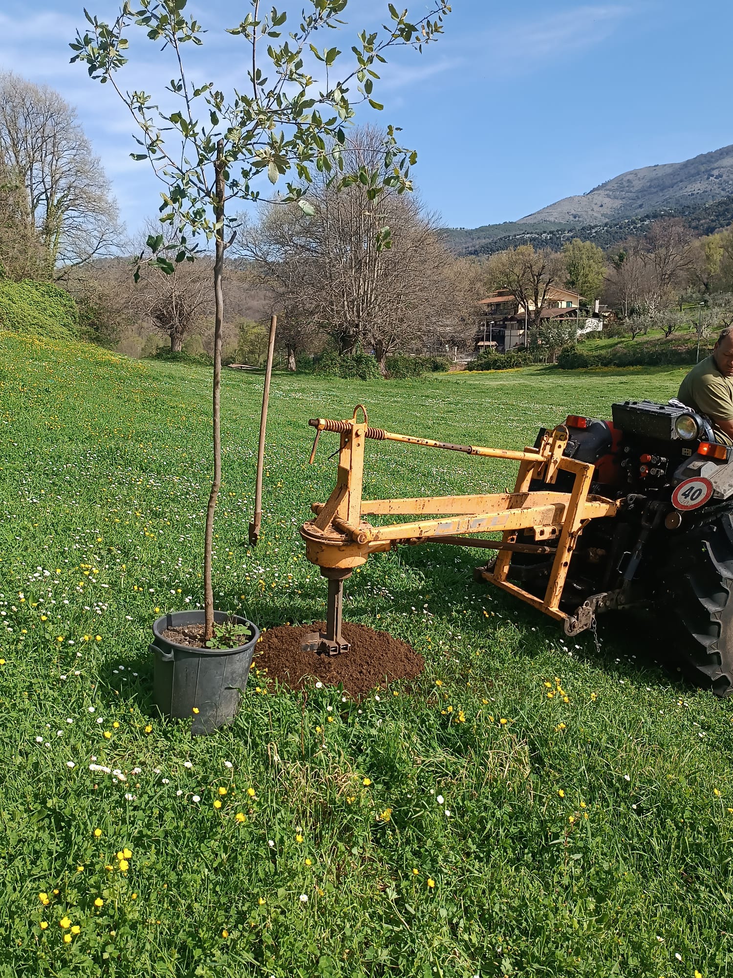 bassiano_alberi-lecci_ossigeno2024_3