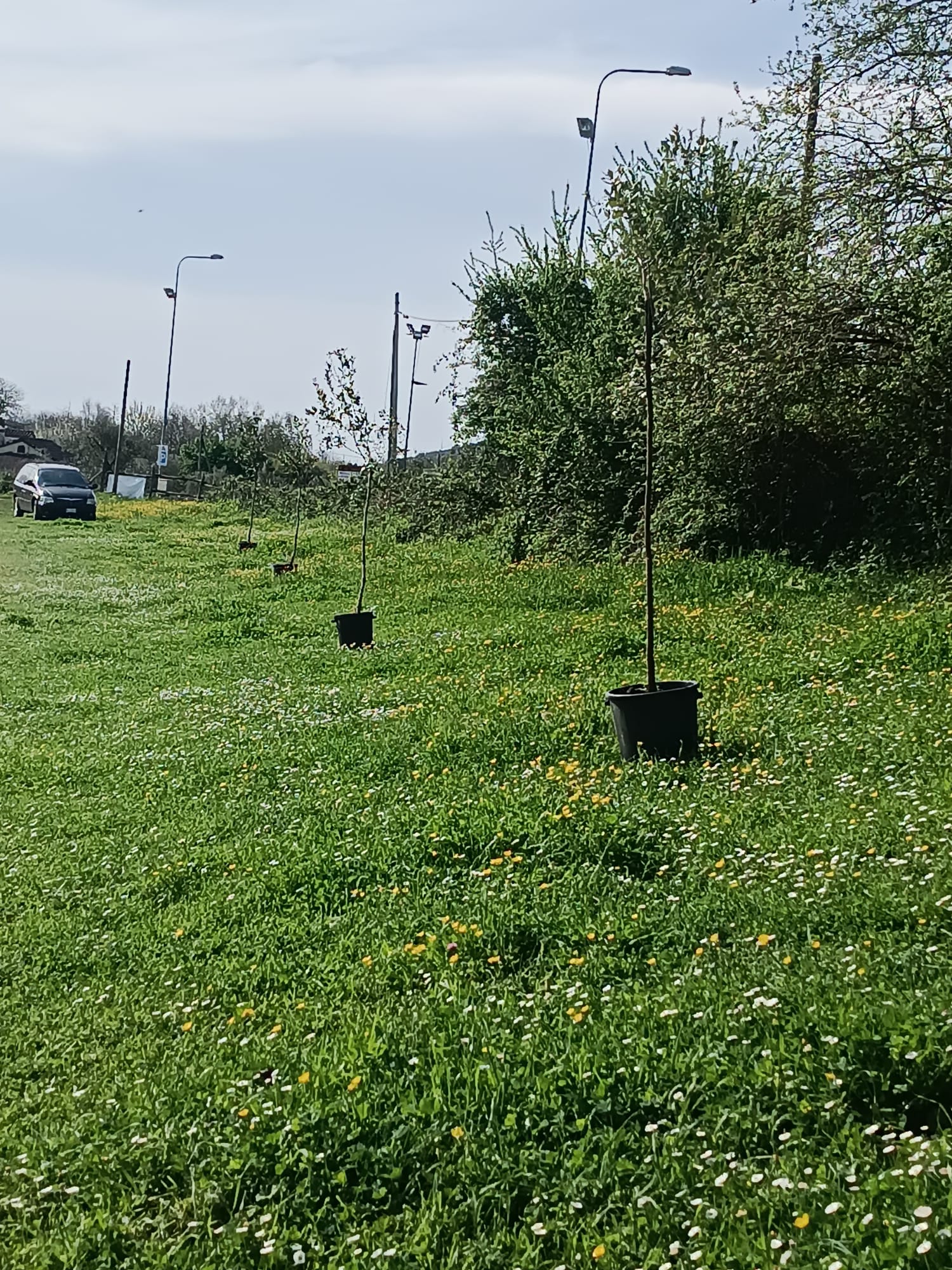 bassiano_alberi-lecci_ossigeno2024_4